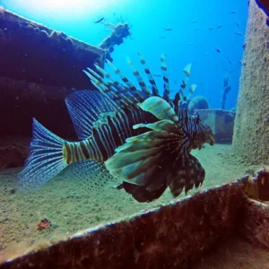 diving in side (4)