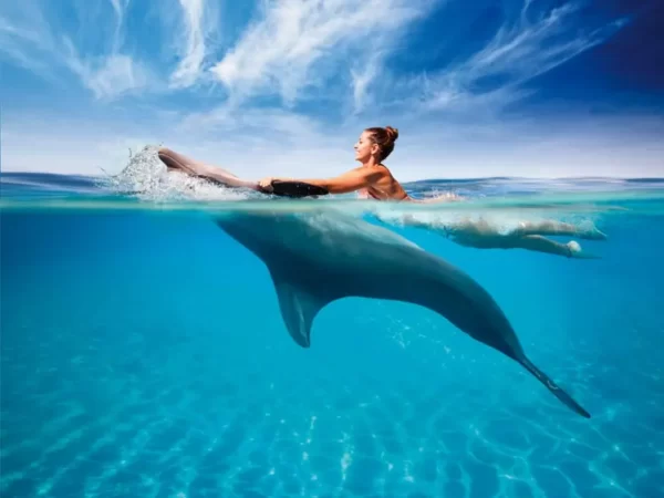 swimming with dolphins (1)