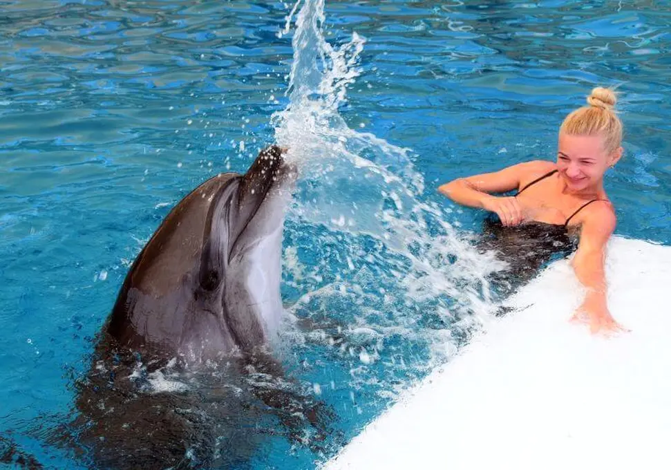 swimming with dolphins (5)
